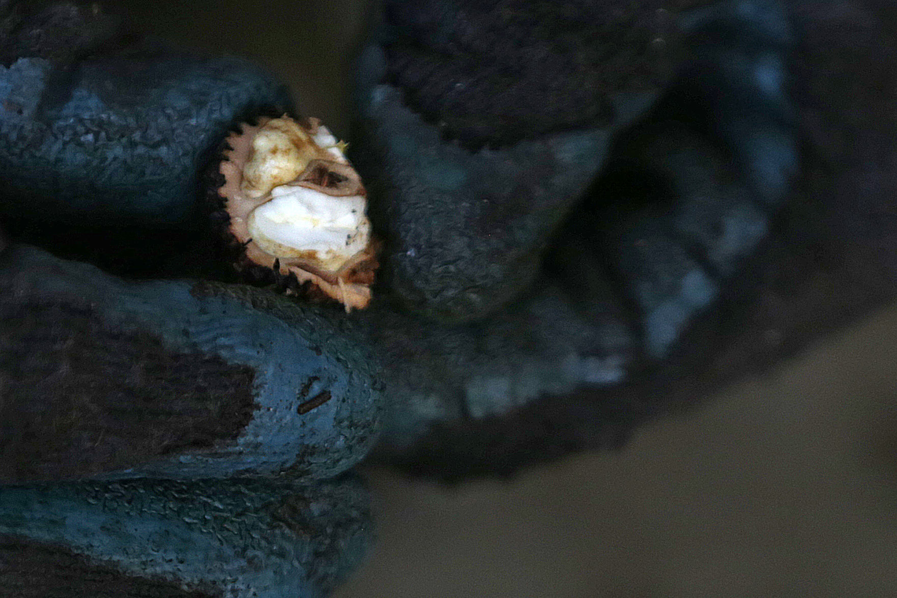 J's Black Walnuts